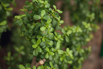 Selective focus close-up top-view shot on Golden barrel cactus (Echinocactus grusonii) cluster. well known species of cactus, endemic to east-central Mexico widely cultivated as an ornamental plant.