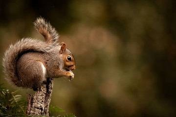 grey squirrel on tree eating nut