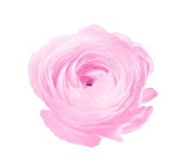 Beautiful ranunculus flower on white background