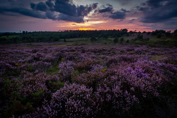 Fototapeta na wymiar heather at sunset ashdown forest sussex uk