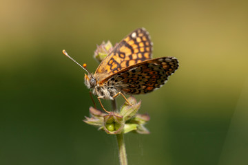  Butterfly in natural environment