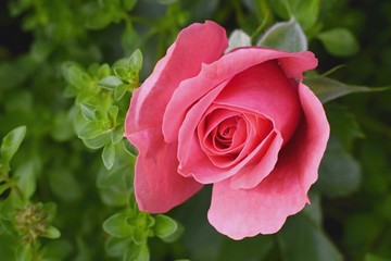Beautiful roses in the garden