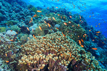 Plakat Coral Reef at the Red Sea Egypt