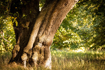 tree trunk in sunshine closeup 
