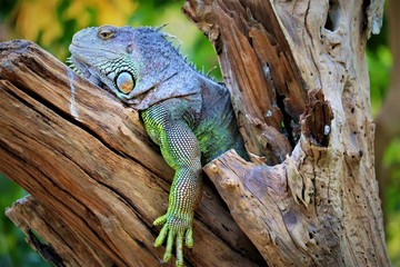 iguana on a branch