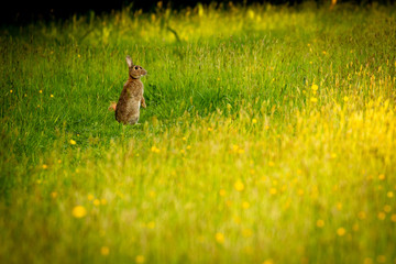 rabbit in field of grass and buttercups