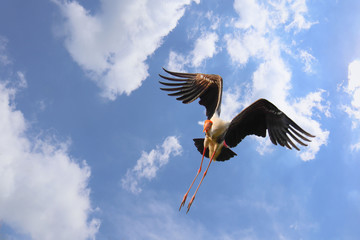 stork is flying