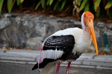 portrait of a stork