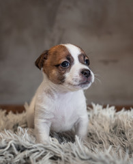 Jack Russell Terrier puppy with spots on the face, sitting on a terry carpet with a white nap on a gray background
