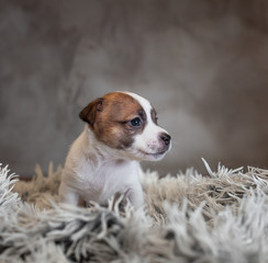 Jack Russell Terrier puppy with spots on the face, sitting on a terry carpet with a white nap on a gray background