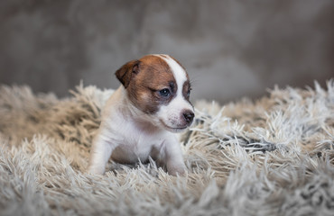 Jack Russell Terrier puppy with spots on the face, sitting on a terry carpet with a white nap on a gray background