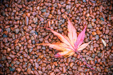 紅葉　秋イメージ