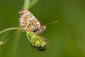 Fototapeta na wymiar Butterfly in natural environment