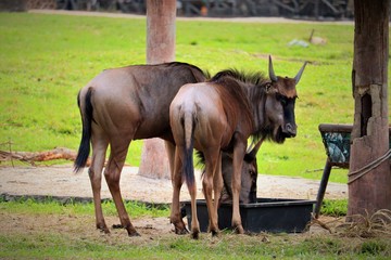 Fototapeta premium Blue Wildebeest 