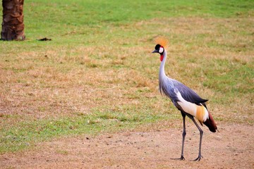 crowned crane