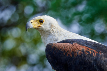 African fish eagle (Haliaeetus vocifer),