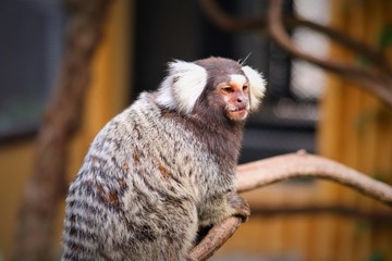  marmoset monkey  