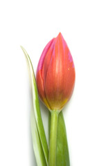 Fototapeta premium closeup of pink tulip on white background