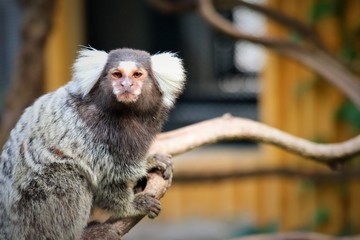  marmoset monkey  