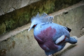 Obraz premium victoria crowned pigeon