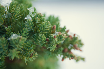 Fototapeta premium the snow on the needles of the fir trees close up