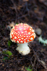 Poisonous mushroom