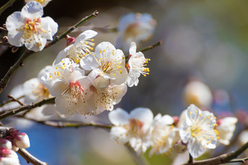 梅の花　和風イメージ