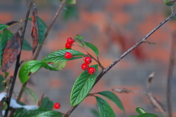 Weidenblättrige Felsenmispel (Cotoneaster salicifolius var. floccosus) im Winter