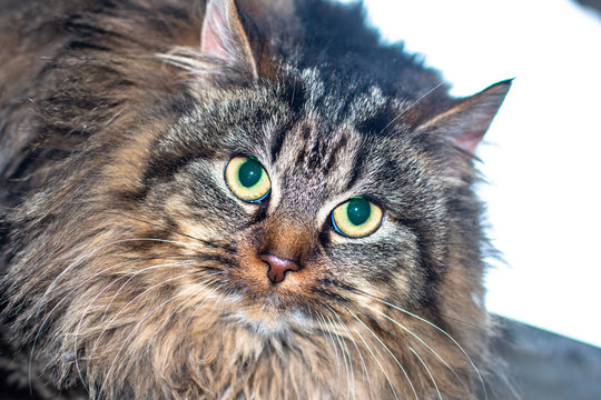 Persische Katze 