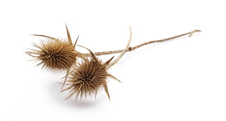 Dry burdock, thistle isolated on white background