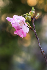 桜の花、春イメージ