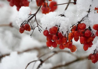 rote Beeren unter Schneee