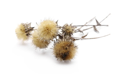 Dry burdock flowers isolated on white background