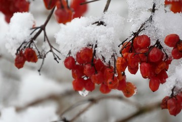 rote Beeren unter Schneee