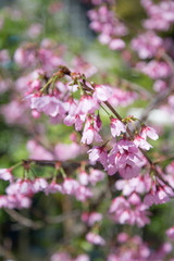 桜の花、春イメージ