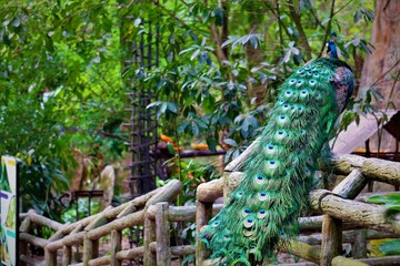 Naklejka premium Peafowl