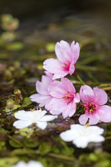 Obraz na płótnie Canvas 桜の花、春イメージ