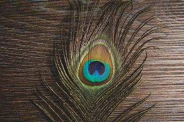 Obraz premium Flat lay view of glamorous single peacock tail feather on dark wooden board background. Luxurious beauty products background concept.