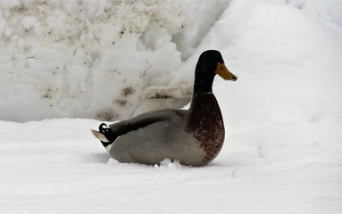 Enten im Schnee