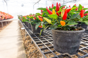 Ornamental Pepper or Rainbow peppers plant for decoration at garden