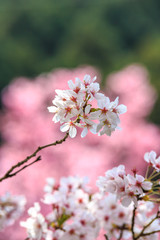 桜の花