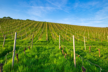 Weinberg im Rhiengau im Frühling