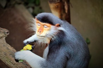 Red-shanked Douc Langur 