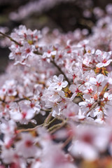 桜の花