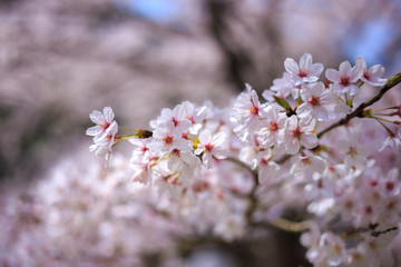Fototapeta premium 桜の花