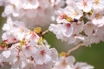 桜の花