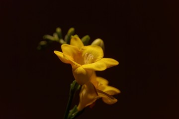 Blossoms of a cultivated yellow Freesia (Freesia refracta)