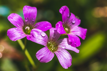 ムラサキカタバミの花