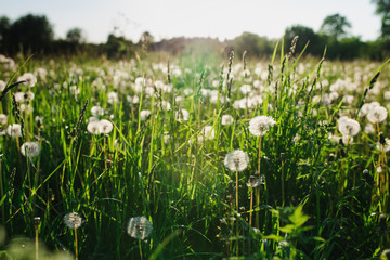 A dandelions in the green field
