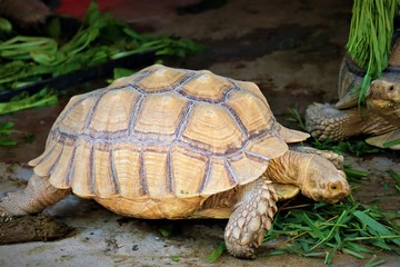 elongated tortoise
